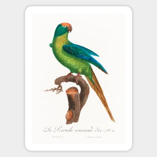 The Peach-Fronted Parakeet, Eupsittula aurea from Natural History of Parrots (1801—1805) by Francois Levaillant. Sticker